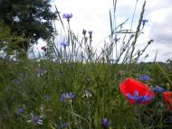 Лідихів з panoramio.com