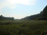 Кодра з panoramio.com