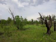 Хрящувате з panoramio.com