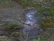 Стара Красношора з panoramio.com