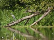 Микільське з panoramio.com