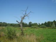 Кодра з panoramio.com