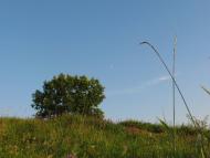 Плоско-Забузьке з panoramio.com