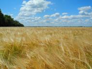 Нова Гнилиця з panoramio.com