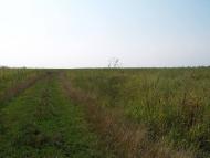 Кустівці з panoramio.com