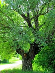 Дубровиця з panoramio.com