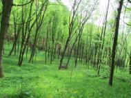 Зруб з panoramio.com