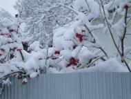 Шимківці з panoramio.com