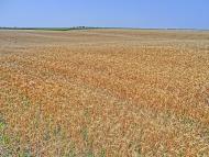 Войнівка з panoramio.com