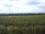 Комар з panoramio.com