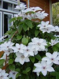 Будище з panoramio.com