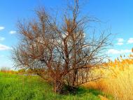Шимшинівка з panoramio.com