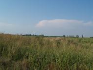 Кустівці з panoramio.com