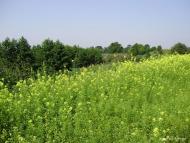 Хрипаличі з panoramio.com