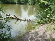 Вербівка з panoramio.com