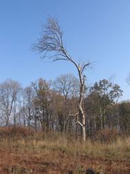 Пролетарське з panoramio.com