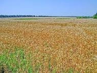 Войнівка з panoramio.com