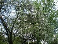 Веселий Кут з panoramio.com