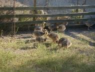 Грузьке з panoramio.com