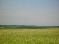 Веселий Кут - Останні фото