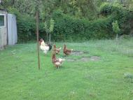 Кудряве з panoramio.com