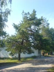 Перекопівка з panoramio.com - Perekopivka