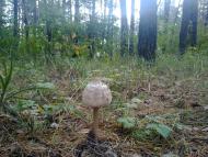 Ватутіне з panoramio.com