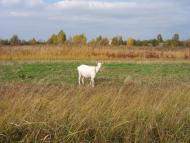 Будище з panoramio.com