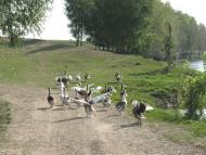 Нова з panoramio.com