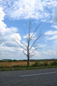 Устинкова Гребля з panoramio.com