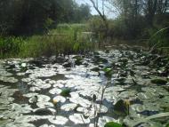 Кодра з panoramio.com