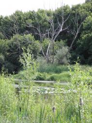 Остапенки з panoramio.com