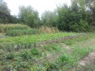 Бахтинок з panoramio.com