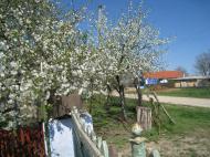 Баланини з panoramio.com