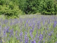 Остапенки з panoramio.com