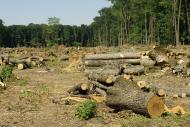 Молодова з panoramio.com