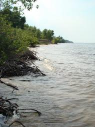 Боровиця з panoramio.com