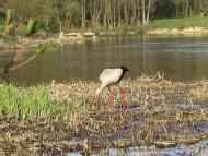 Понінка з panoramio.com