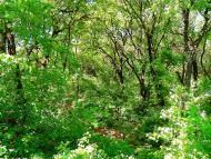 Велика Мартинівка з panoramio.com