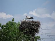 Соколове з panoramio.com