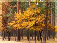 Смига з panoramio.com