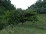 Вільховець з panoramio.com