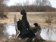 Хочева з panoramio.com