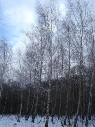 Цибулеве з panoramio.com