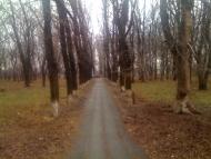 Зибкове з panoramio.com