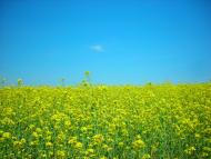 Думанці з panoramio.com