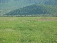 Ракош з panoramio.com