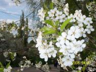 Берізка з panoramio.com