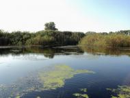 Комар з panoramio.com