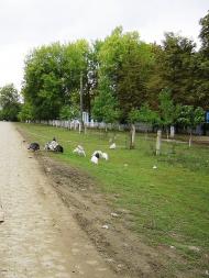 Meleshkiv - Latest photos